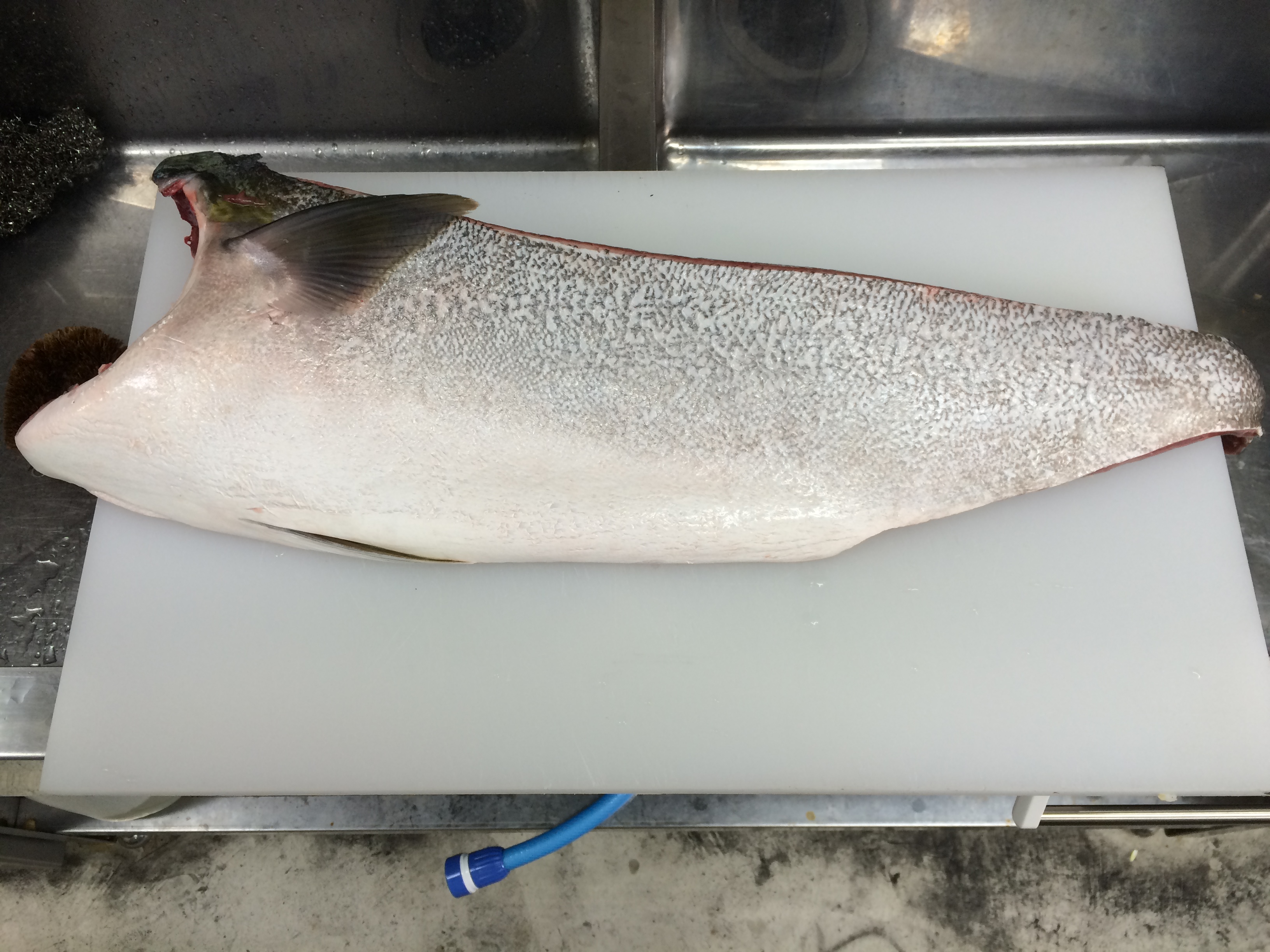 鰤入荷しました スタッフブログ 鴨料理 風月の舞台裏 名駅、国際センター近くの鴨料理 風月。完全個室で鴨料理を堪能！低脂肪、低カロリー